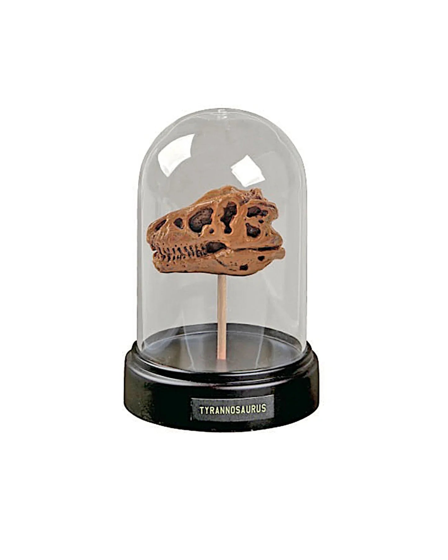 Dino-Schädel-Ausgrabungsset, 8-teilig - TOLLzWOOD